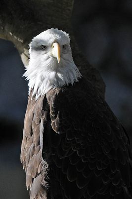 Handsome Bald Eagle