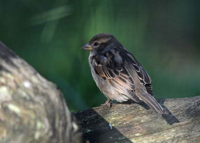 A Female or Immature Finch