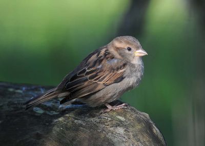 A Female or Immature Finch