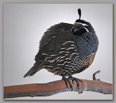 California Quail Puff