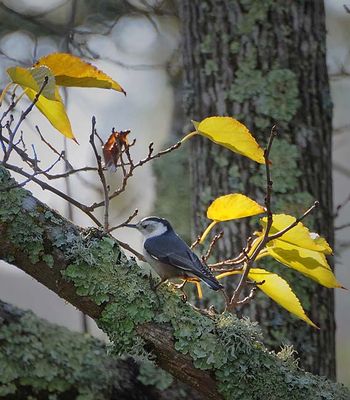 White-breasted Nuthatch and Yellow Leaves