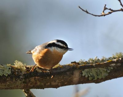 Red-breasted Nuthatch Talking