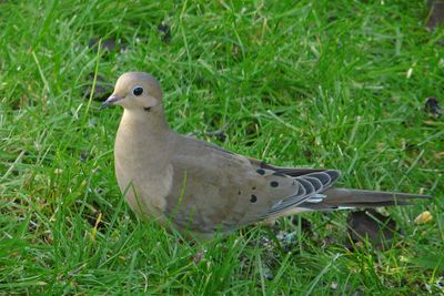 Doves