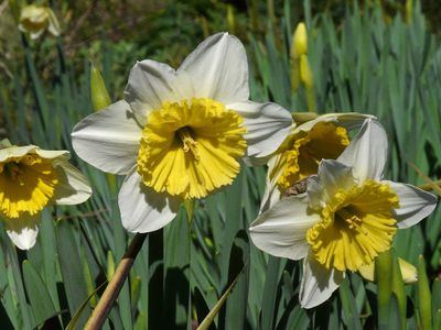 White & Yellow Daffodils