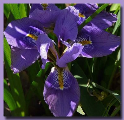 Purple Iris