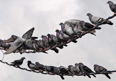 Pigeons On A Wire