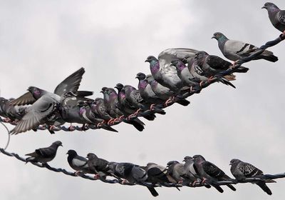 Pigeons