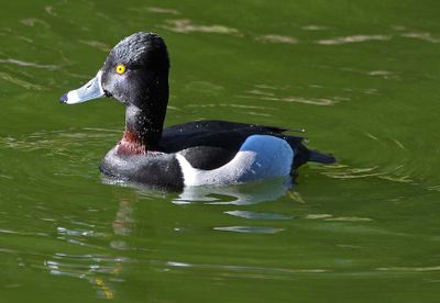 Ring-necked Duck