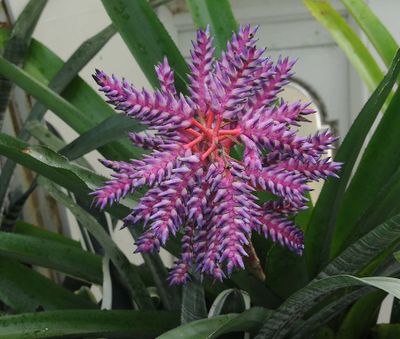 Purple and Pink Branched Flower