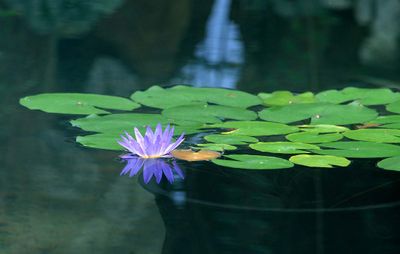One Purple Water Lily