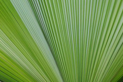 Palm Frond Stripes