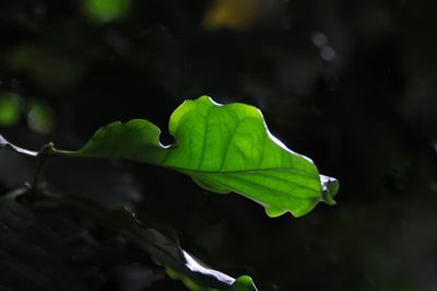 One Green Oak Leaf