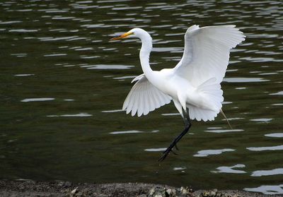 Fanned Tail Feathers