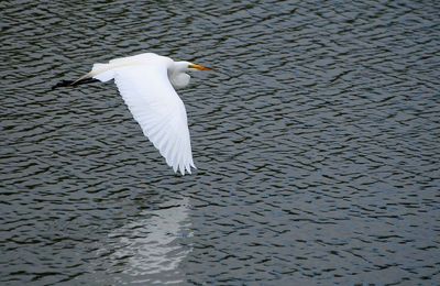 Graceful Wingtip