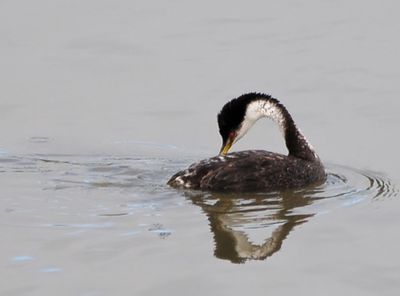 Western Grebe - A Typical Pose