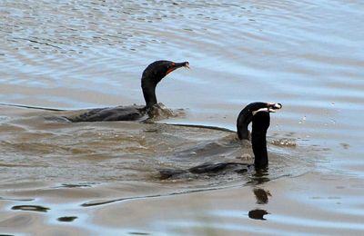 Cormorants