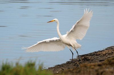Great Egrets