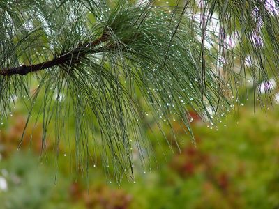 Pine Bough Drops