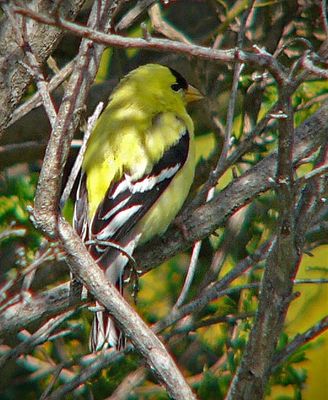 American Goldfinch