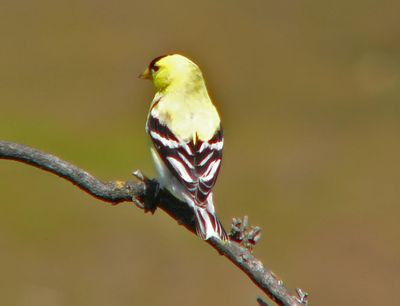 Goldfinches