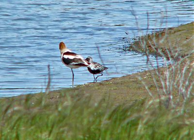 Pacific Golden Plover By Avocet