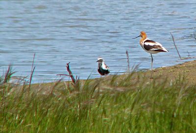 Plovers