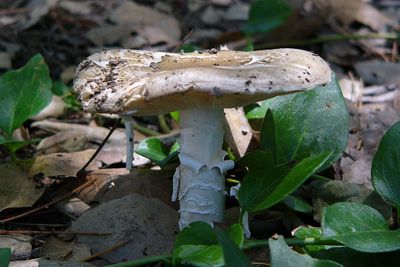 Flaking Mushroom