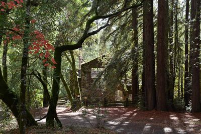 Jack London's Wolf House Ruins