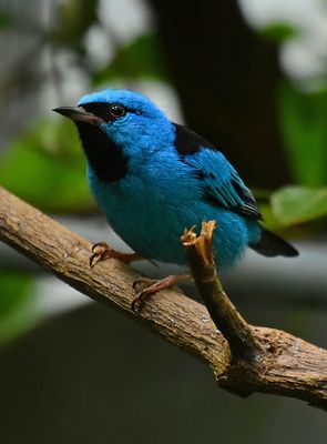 Blue Dacnis - South American Bird