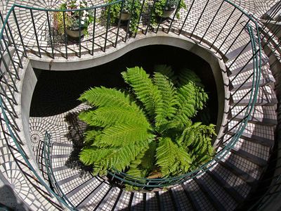 Stairway Around Ferns