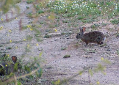 Black, Rush and Brown Cottontail and friend