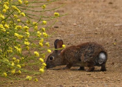 A True Cottontail