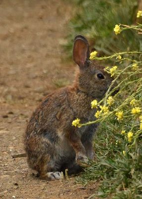 Colorful Bunny On Hind Legs