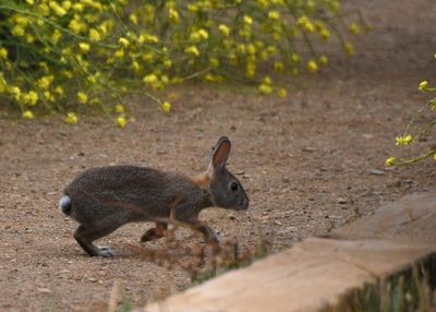 Cottontail Hop