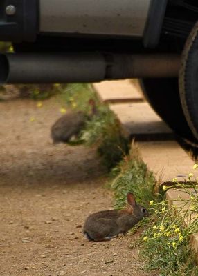 Tiny Size of These Little Bunnies