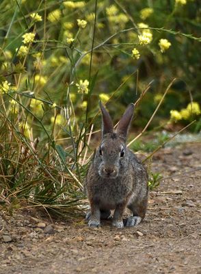 Wild Rabbits