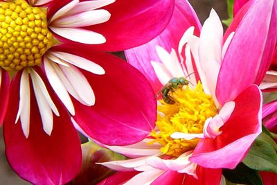 Green Metallic Sweat Bee