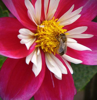 Pink and White Dahlia With Bee