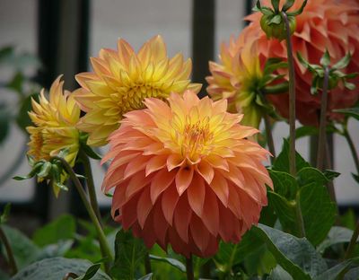 My Favorite Dahlia Of The Day