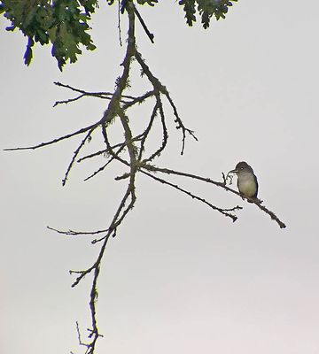 Western Kingbird From A Distance