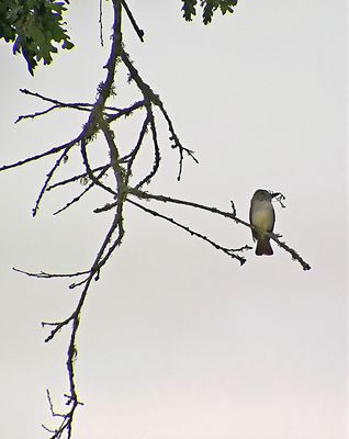 Kingbird