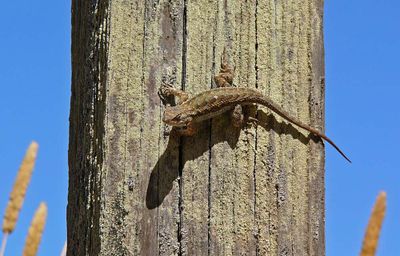 Fence Lizard on A Fence Post