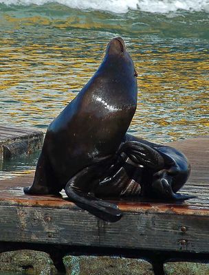 Sealion at Pier 39