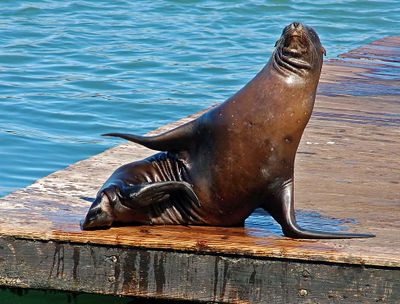 Wild Seals & Sealions
