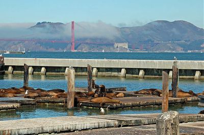 Sealions and the Golden Gate