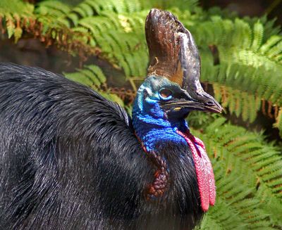 Cassowary