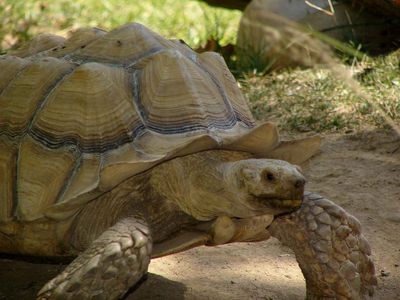 Aldabra Giant Tortoise