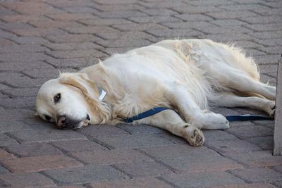 Resting Yellow Lab