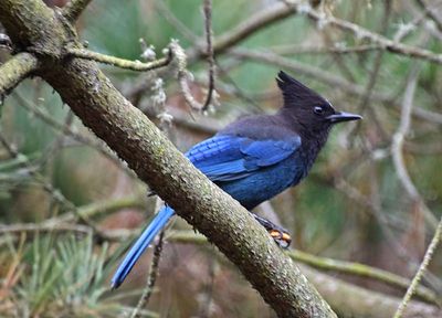 Steller's Jay At The Zoo