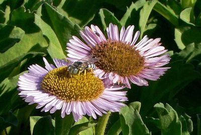 Sweat Bee - Halictus-sp